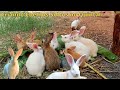 Criação de coelho na solta/ criando coelho solto no quintal