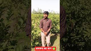 #Shri #Ram #Narayan #agro #private #agriculturefarming limited company ka plantations hai