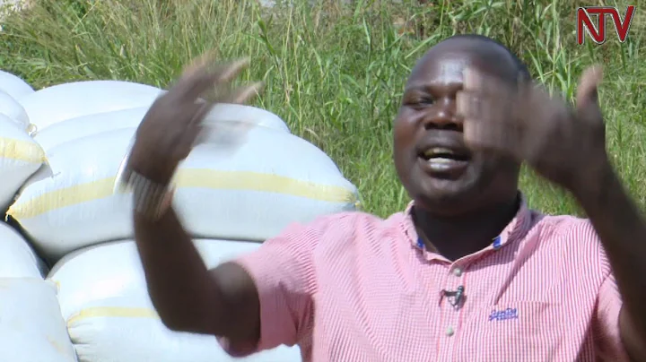 Bunyoro farmers decry drop in maize prices