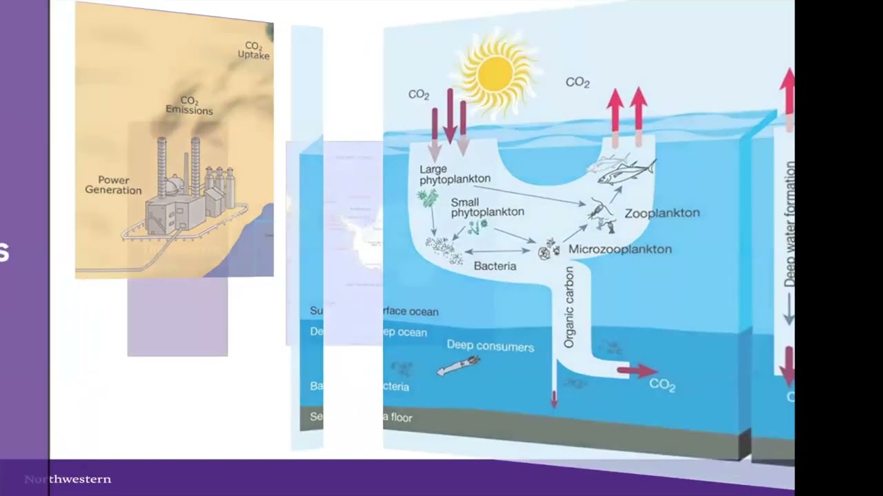 Ocean Based Carbon Dioxide Removal and International Law