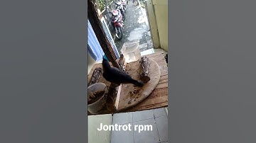 JONTROT IKAT rambatan paruh merah