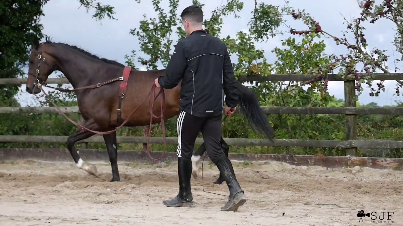 Adrian Murray Race Horse Trainer YouTube