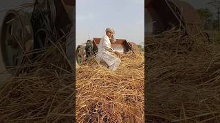 Gandam Thresher Machine🌾 #2punjab500k GandamKatai #ThresherMachine #VillageLife #2punjab500k