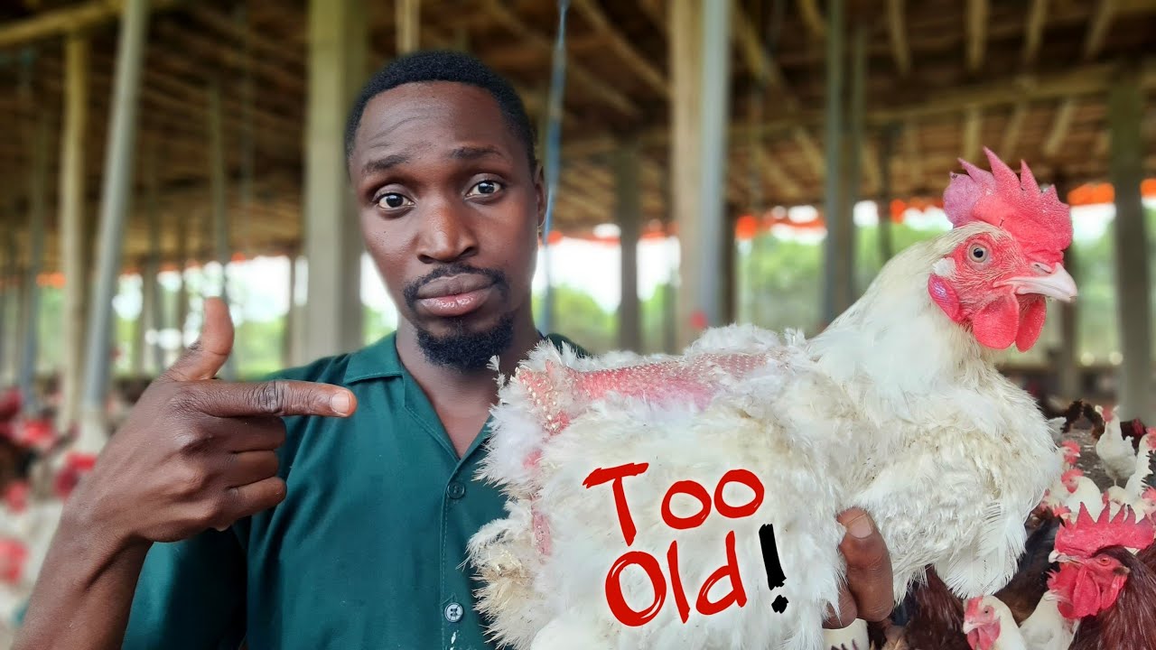What Happens to Farm Chickens that get TOO OLD?