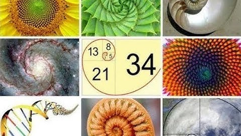 The Fibonacci Spiral