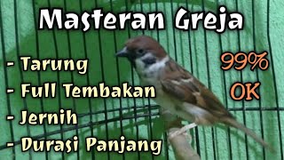 MASTERAN greja TARUNG suara Panjang Istimewa