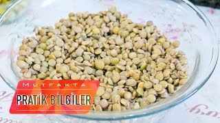 Yeşil Mercimek Nasıl Haşlanır? | Yeşil Mercimek Haşlamanın Püf Noktaları