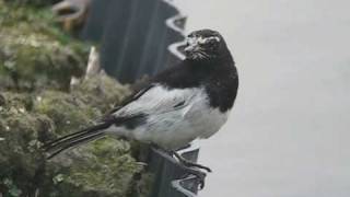 鳴くセグロセキレイ セキレイ 検索動画47 鳴くセグロセキレイ セキレイ 検索動画 47