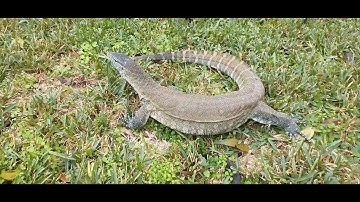 Nile monitor handling tips and tricks.‼️💯🔥😎 @kpreptilesexotic