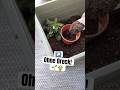 Umtopfen & Pflanzen im Haus - So bleibt alles sauber #gartentipps
