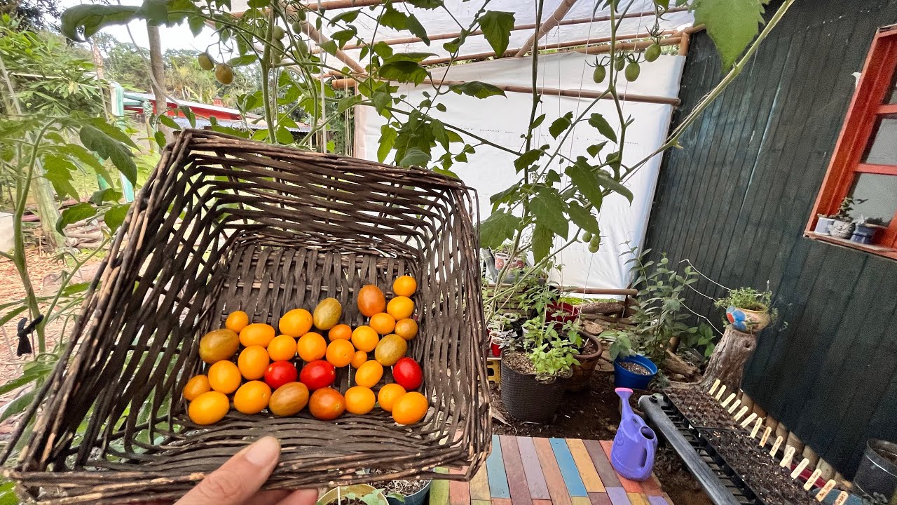 COSECHA de TOMATES cherry 🍅 / Festival HUERTOS y JARDINES - YouTube