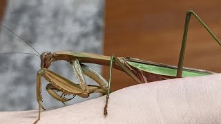 LIVE FEEDING Chinese Praying Mantis