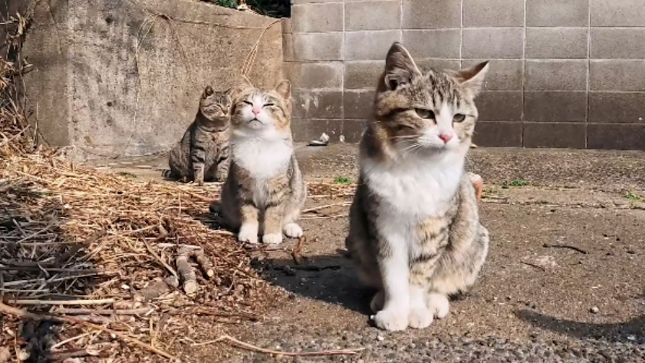 Cats chilling peacefully at a harbor… a heart-melting moment you