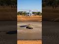 A helicopter rescues an elephant from a muddy reservoir and reunites it with its herd.😱🚨