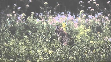 Bobcat at Elkhorn Slough
