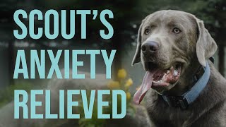 High Anxiety Crate Testimonial Scout s Story