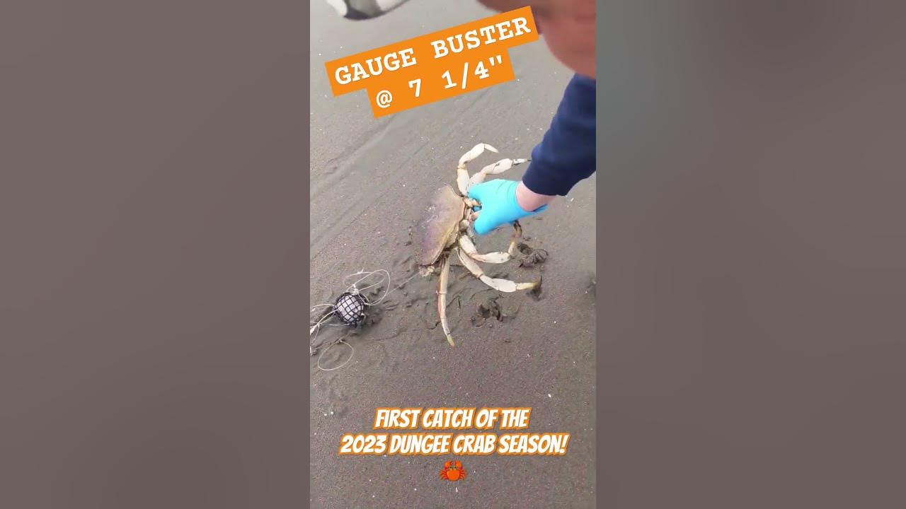 Dungeness Crab 20232024 season opener YouTube