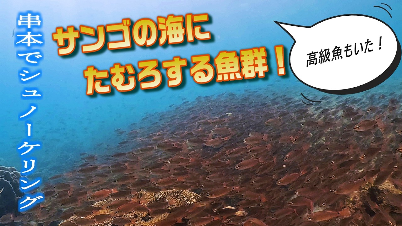 和歌山県串本で珊瑚礁シュノーケル！珊瑚の海にたむろする魚群