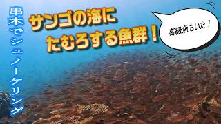 和歌山県串本で珊瑚礁シュノーケル！珊瑚の海にたむろする魚群