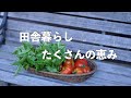 自給暮らしvlog|毎日トマトと茄子料理です|親子で立つ台所|#73