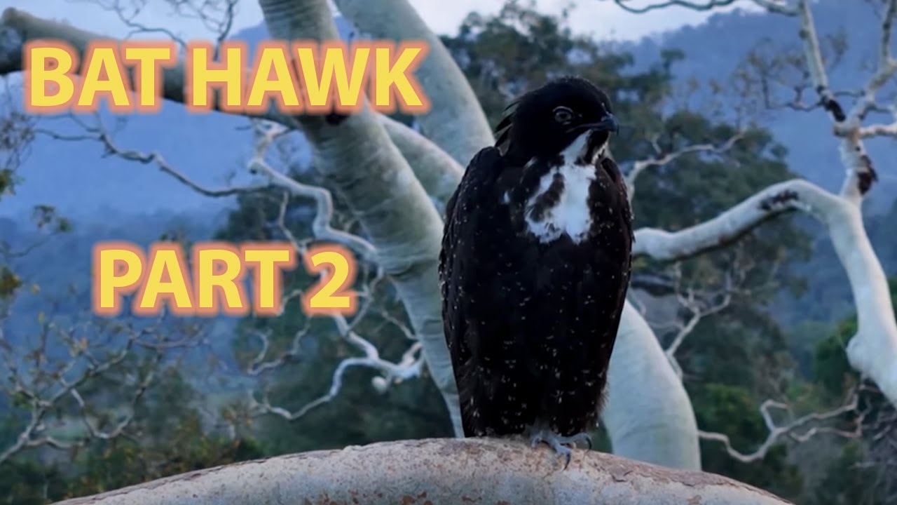 Bird of the Week: Bat Hawk (Part 2) — Breeding Secrets, Twilight ...