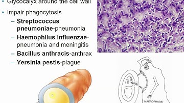 2117 Chapter 15 - Microbial Mechanisms of Pathogenicity