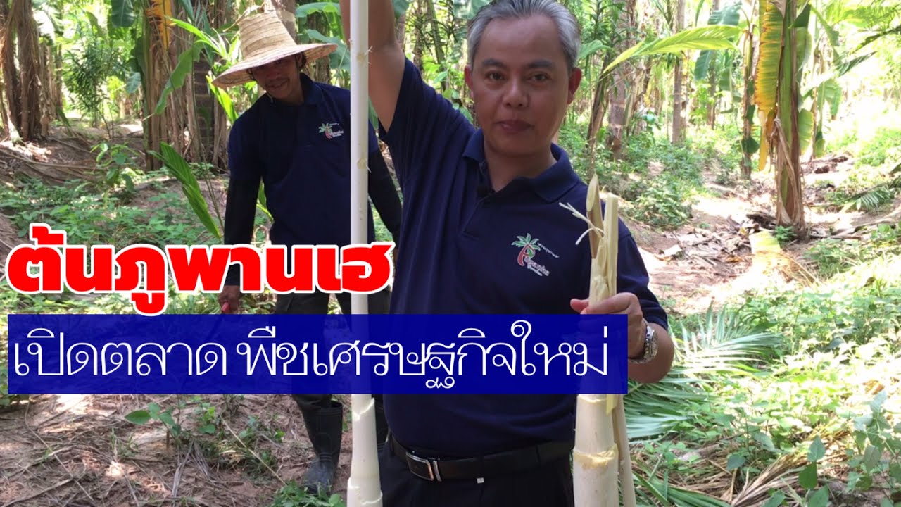 เปิดตลาด “ต้นภูพานเฮ pupunha” พืชเศรษฐกิจใหม่กำลังมาแรง EP.3 | เกษตรกรชาวบ้าน