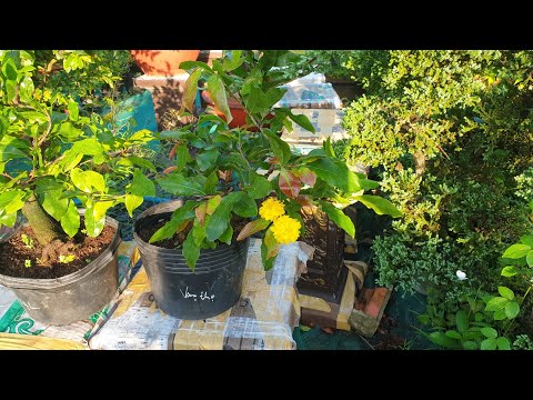 Video Mai Cúc Vạn Thọ Nở Hoa - 12/06 Âm Lịch - youtube