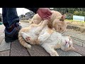 クリーム猫に付きまとわれていた茶シロ猫が助けを求めてきた