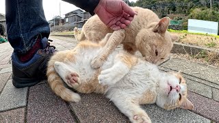 A cute cat chased by a male cat asked me for help.