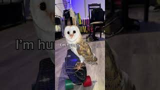 The time Aurora wanted to ride her skateboard ♥️🦉🛹 #barnowl #missing