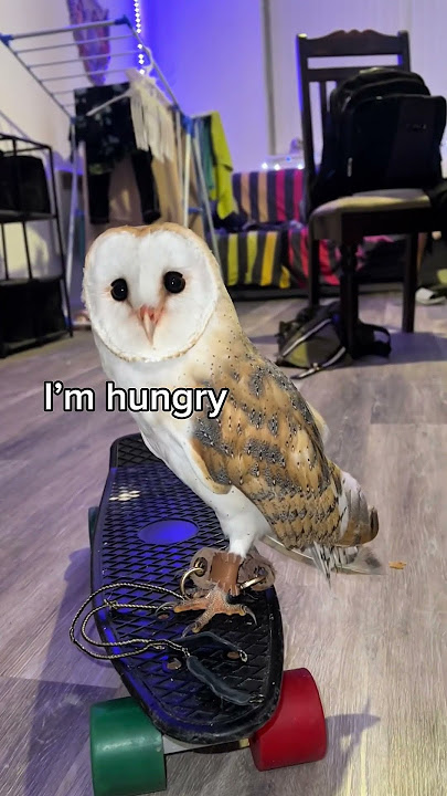 The time Aurora wanted to ride her skateboard ♥️🦉🛹 #barnowl #missing
