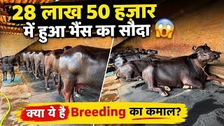 28 लाख 50 हज़ार में हुआ भैंसो का सौदा - 6 लाख में बिकी बेताब की शानदार बेटी - Jungi Sandil