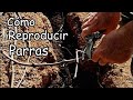 Reproducir Parras por Esquejes / Fácil y Sencillo || El Huerto de Silverio