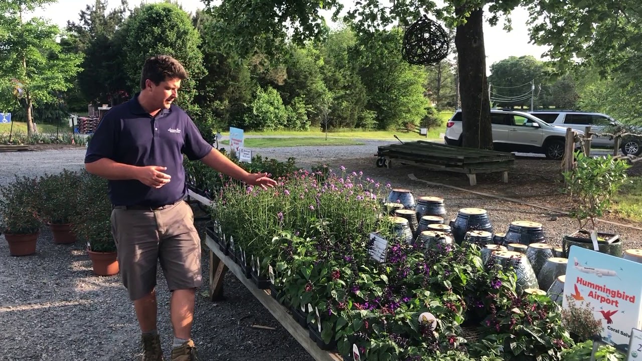 Humming bird Nectar Plants at Lavender Fields Herb Farm