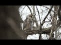 Long Eared Owl