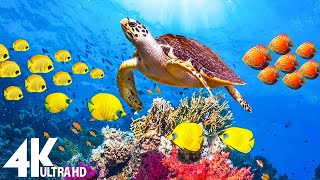 3 HOURS of 4K Underwater Wonders 🐠 Relaxing Music - Coral Reefs & Colorful Sea Life in UHD