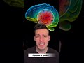 Dopamine Vs Opioid Receptors What Drives Pleasure 