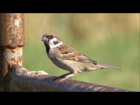 Mazurek, Tree Sparrow