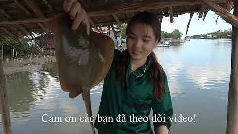 Trải nghiệm thăm câu kiều biển Kiên Giang| Fishing vn-Dinhchautuan official