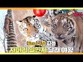 [TV 동물농장 레전드] ’나무 타는 호랑이, 달래 여왕’ 풀버전 다시보기 I TV동물농장 (Animal Farm) | SBS Story