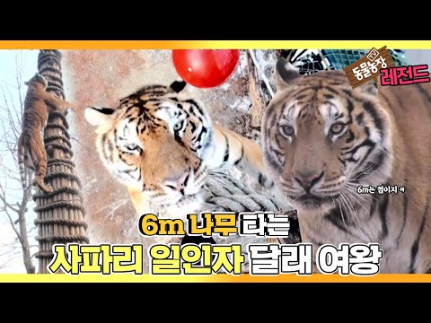 [<strong>TV</strong> 동물농장 레전드] ’<strong>나무</strong> 타는 호랑이, 달래 여왕’ 풀버전 다시보기 I TV동물농장 (Animal Farm) | SBS Story