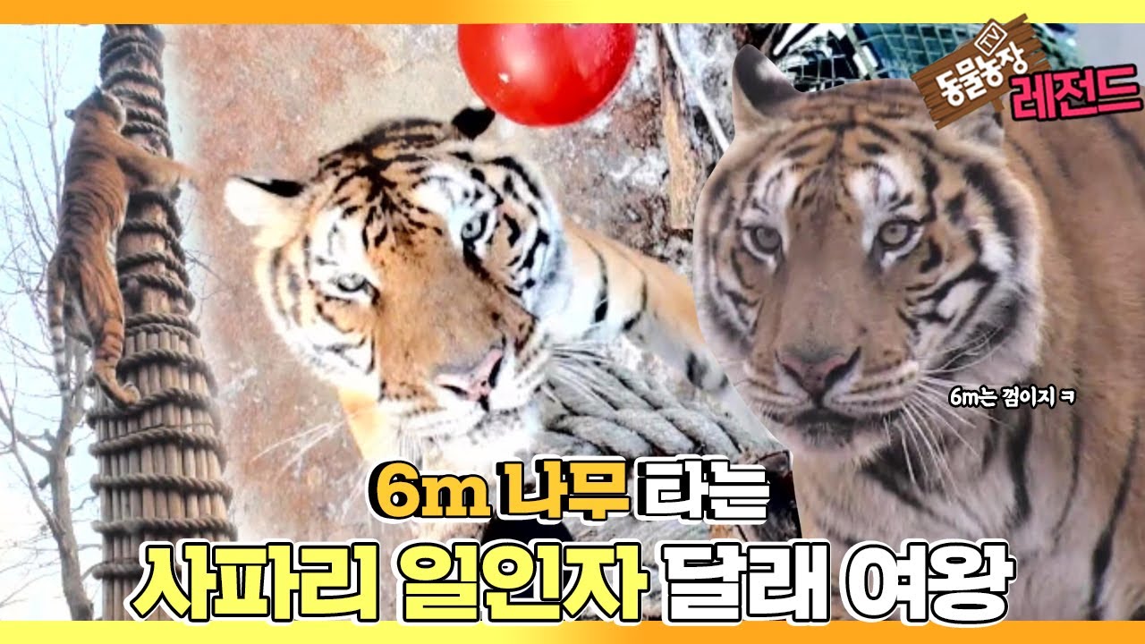[TV 동물농장 레전드] ’나무 타는 호랑이, 달래 여왕’ 풀버전 다시보기 I TV동물농장 (Animal Farm) | SBS Story