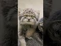 このぽっちゃりしたマヌルネコ、可愛すぎる！