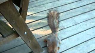 Breakfast Squirrel - Orava 2