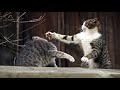 Жесткие драки кошек на смерть 2021🔥Уличные драки с кошками, видео 2021 драка кошек