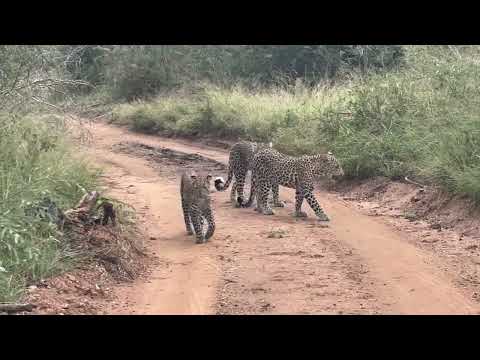 Three Beautiful Leopards on a Wilderness Path