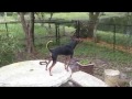 Miniature Pinscher Dog Barks Like Crazy Miniature Pinscher Dog Barks Like Crazy
