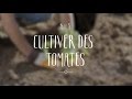 Cultiver des tomates