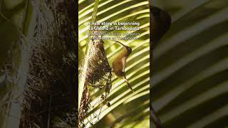A new story is beginning to unfold in the Peruvian Amazon